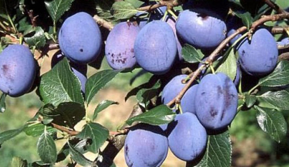 Top Taste (R) - Kulinária